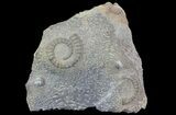 Anetoceras Ammonite With Small Trilobite Head #67716-1